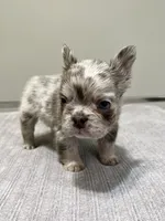 Frankie Fluffy, a male French Bulldog for sale in West Palm Beach, FL – 7 of 9