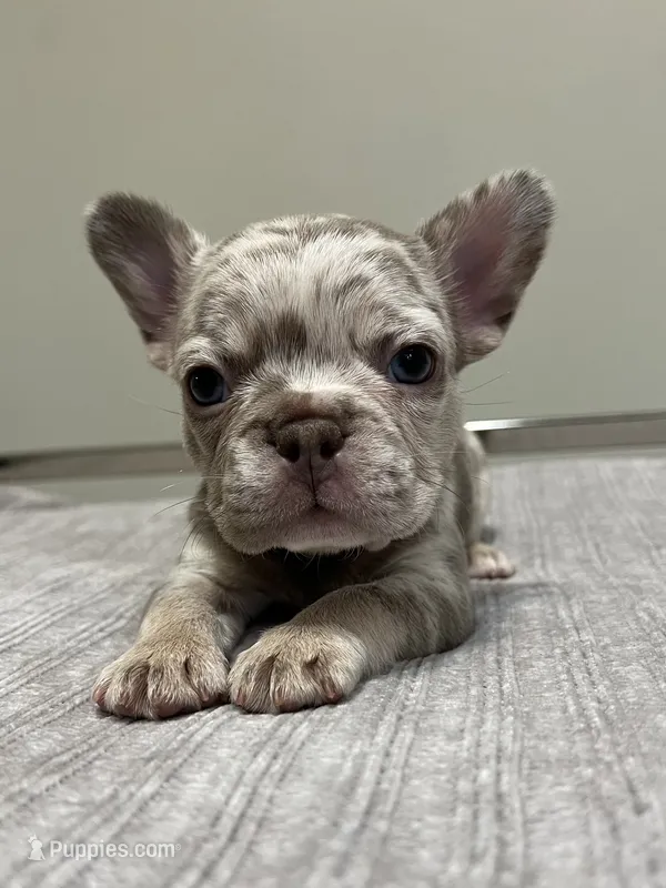Gracie – French Bulldog puppy for sale in West Palm Beach, FL