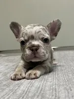 Gracie, a female French Bulldog for sale in West Palm Beach, FL – 1 of 6
