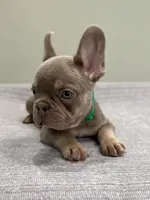 Bucky, a male French Bulldog for sale in West Palm Beach, FL – 6 of 10
