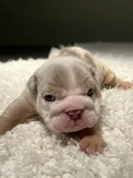 Winnie, a female English Bulldog for sale in West Palm Beach, FL – 2 of 6