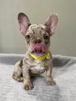 Emma, a female French Bulldog for sale in West Palm Beach, FL – 7 of 8