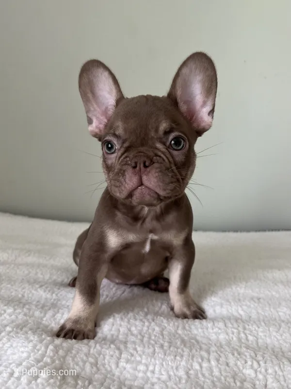 Hank – French Bulldog puppy for sale in West Palm Beach, FL