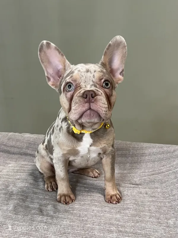 Misty – French Bulldog puppy for sale in West Palm Beach, FL