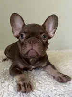Hank, a male French Bulldog for sale in West Palm Beach, FL – 3 of 10