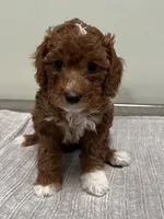 Harley, a female Miniature Goldendoodle for sale in West Palm Beach, FL – 3 of 8