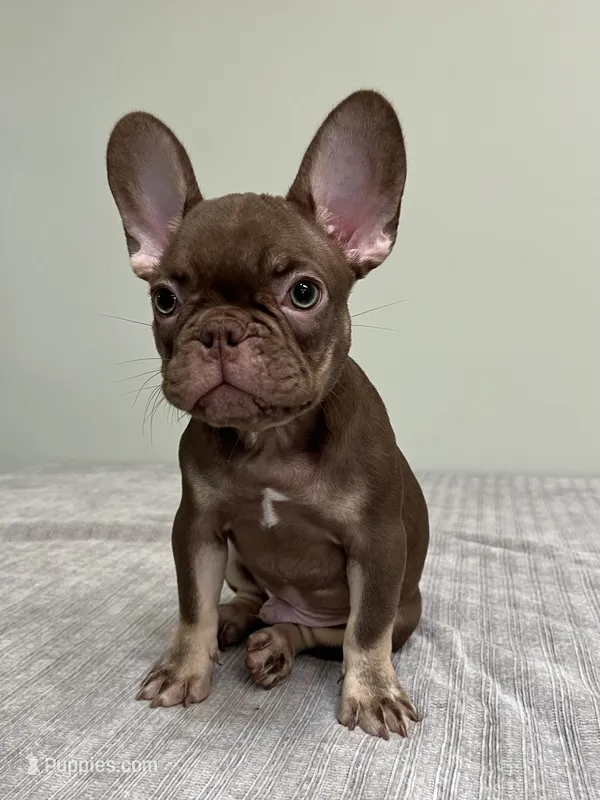 Hank – French Bulldog puppy for sale in West Palm Beach, FL