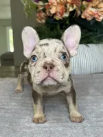 Reese’s, a male French Bulldog for sale in West Palm Beach, FL – Photo 6 of 7