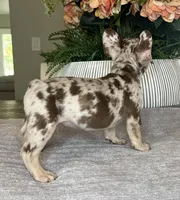 Reese’s, a male French Bulldog for sale in West Palm Beach, FL – Photo 2 of 7