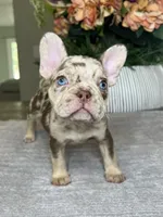 Reese’s, a male French Bulldog for sale in West Palm Beach, FL – Photo 7 of 7