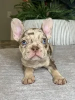 Reese’s, a male French Bulldog for sale in West Palm Beach, FL – Photo 3 of 7