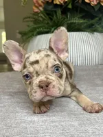 Reese’s, a male French Bulldog for sale in West Palm Beach, FL – Photo 5 of 7