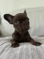 Bear , a male French Bulldog for sale in West Palm Beach, FL – 2 of 9