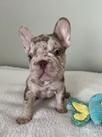 Archie, a male French Bulldog for sale in West Palm Beach, FL – 2 of 10