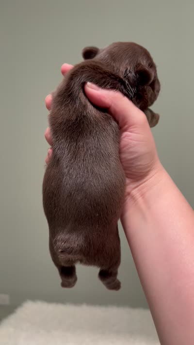 Bear , a male French Bulldog for sale in West Palm Beach, FL – 5 of 5