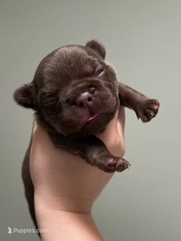 Bear  – French Bulldog puppy for sale in West Palm Beach, FL