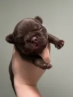 Bear , a male French Bulldog for sale in West Palm Beach, FL – 1 of 5