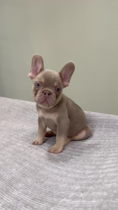 Bucky, a male French Bulldog for sale in West Palm Beach, FL – 9 of 10