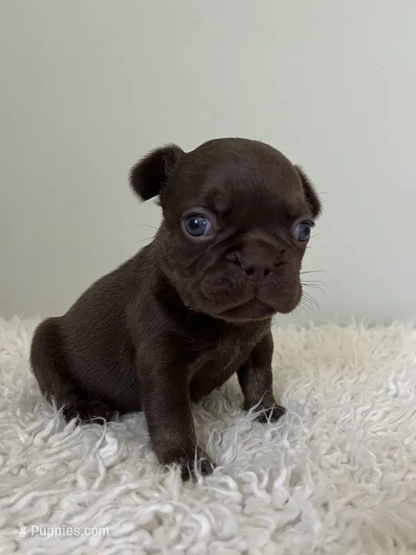 Bear  – French Bulldog puppy for sale in West Palm Beach, FL
