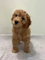Whiskey, a male Miniature Goldendoodle for sale in West Palm Beach, FL – 6 of 8