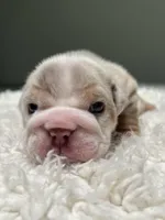 Winnie, a female English Bulldog for sale in West Palm Beach, FL – 3 of 6