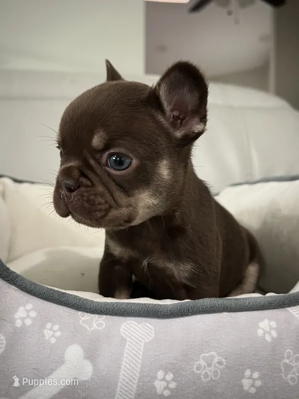 Godiva – French Bulldog puppy for sale in West Palm Beach, FL