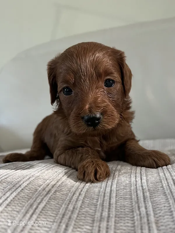 Cindy – Miniature Goldendoodle puppy for sale in West Palm Beach, FL