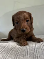 Cindy, a female Miniature Goldendoodle for sale in West Palm Beach, FL – 1 of 10