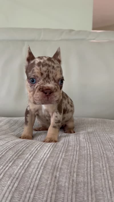 Muffin, a female French Bulldog for sale in West Palm Beach, FL – 9 of 9