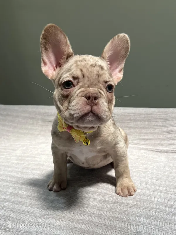 Emma – French Bulldog puppy for sale in West Palm Beach, FL