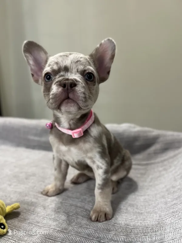 Gracie – French Bulldog puppy for sale in West Palm Beach, FL