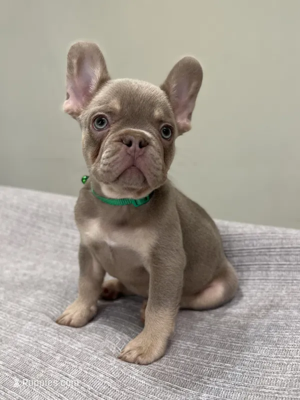 Bucky – French Bulldog puppy for sale in West Palm Beach, FL