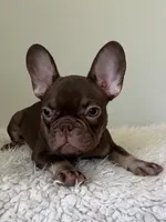 Hank, a male French Bulldog for sale in West Palm Beach, FL – 5 of 10