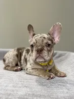 Emma, a female French Bulldog for sale in West Palm Beach, FL – 4 of 8