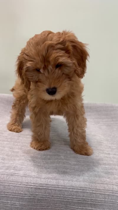 Whiskey, a male Miniature Goldendoodle for sale in West Palm Beach, FL – 8 of 8
