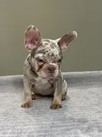 Misty, a female French Bulldog for sale in West Palm Beach, FL – 5 of 7