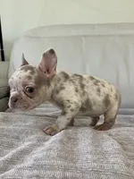 Gema, a female French Bulldog for sale in West Palm Beach, FL – 5 of 6