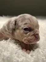 Mabel , a female English Bulldog for sale in West Palm Beach, FL – 2 of 6
