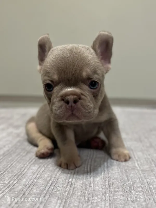 Bucky – French Bulldog puppy for sale in West Palm Beach, FL