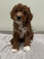 Harley, a female Miniature Goldendoodle for sale in West Palm Beach, FL – 2 of 8