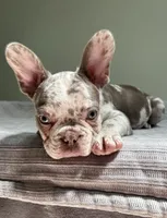 Finley, a male French Bulldog for sale in West Palm Beach, FL – 5 of 8