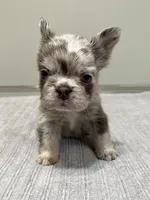 Frankie Fluffy, a male French Bulldog for sale in West Palm Beach, FL – 3 of 9