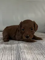 Cindy, a female Miniature Goldendoodle for sale in West Palm Beach, FL – 5 of 10