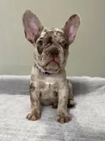 Milano, a female French Bulldog for sale in West Palm Beach, FL – 1 of 9