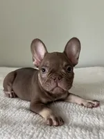 Hank, a male French Bulldog for sale in West Palm Beach, FL – 9 of 9