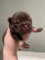 Godiva, a female French Bulldog for sale in West Palm Beach, FL – 1 of 6