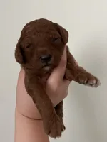 Willow, a female Miniature Goldendoodle for sale in West Palm Beach, FL – 3 of 5