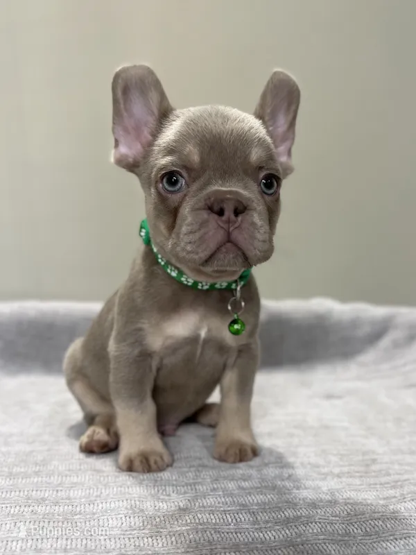 Bucky – French Bulldog puppy for sale in West Palm Beach, FL