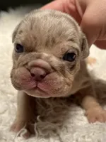 Mabel , a female English Bulldog for sale in West Palm Beach, FL – 1 of 6