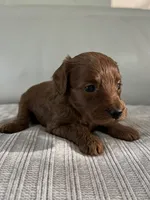 Cindy, a female Miniature Goldendoodle for sale in West Palm Beach, FL – 4 of 10